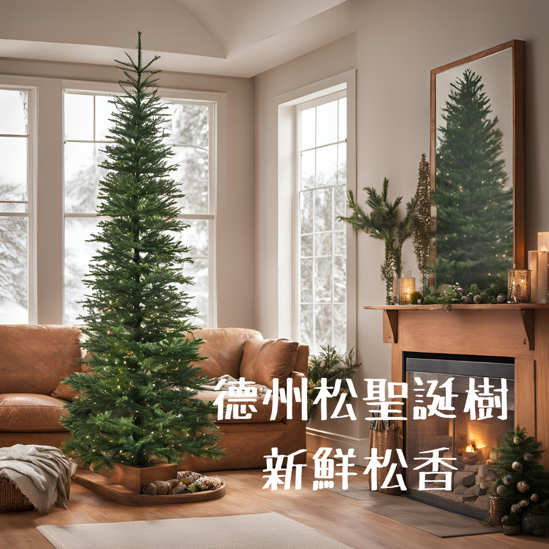 松香味聖誕樹裝飾 #新鮮德州松氣息 #德州松(Douglas Fir)精髓